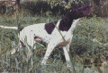 Pedigree MUTINENSIS NAVACHO Pedigree MUTINENSIS NAVACHO